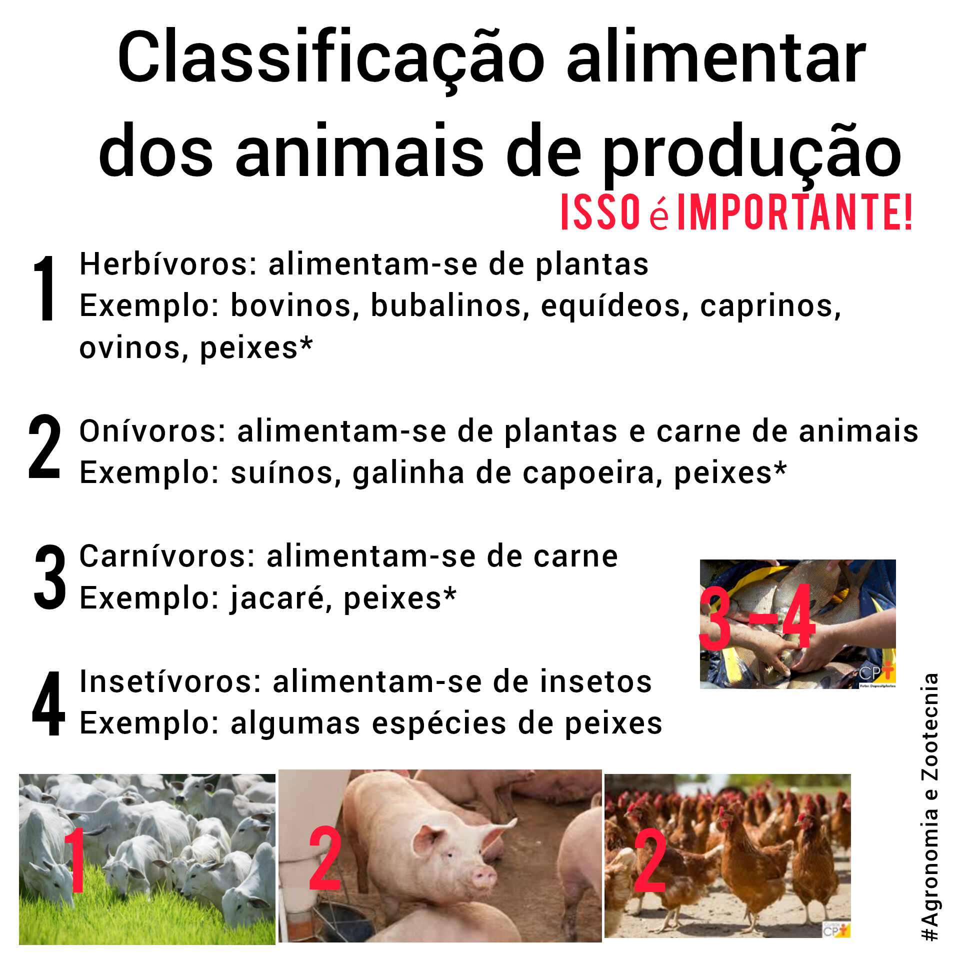 Classificação da alimentar dos animais de produção