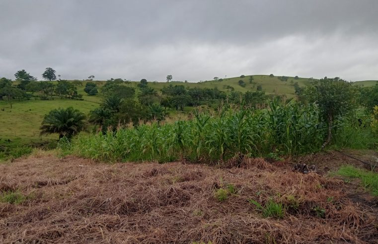 Diário de campo: de volta a vida no campo – plantação de milho que deu certo!