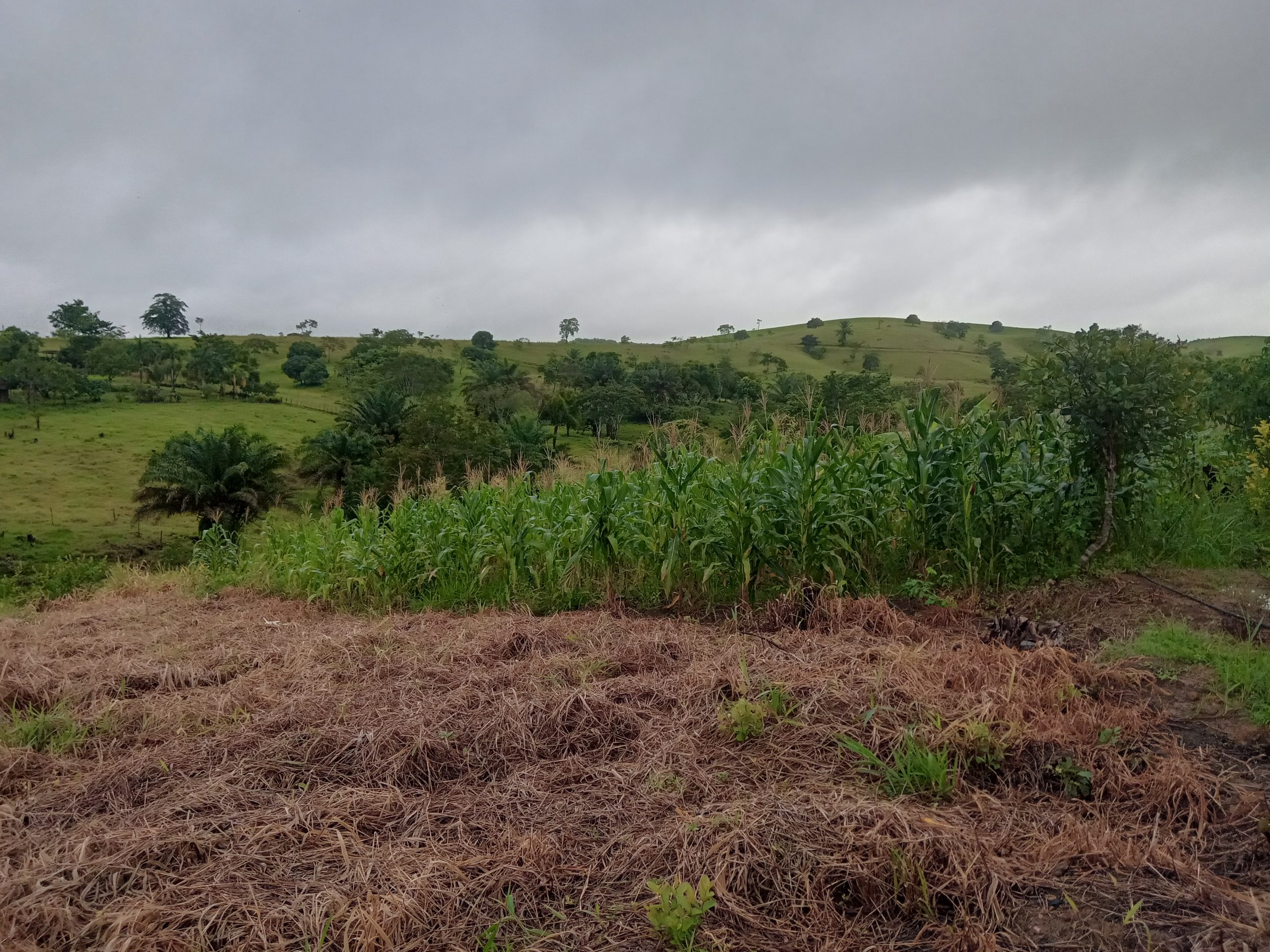 Diário de campo: de volta a vida no campo – plantação de milho que deu certo!