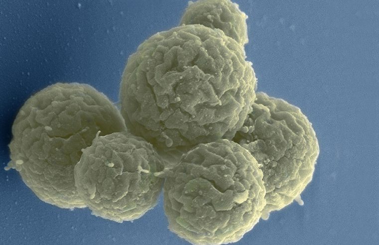 Cientistas desenvolvem célula sintética capaz de realizar diferentes funções